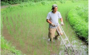 熊本県南小国町ふるさと納税返礼品「優しいお米＆オリジナルハーブティー」