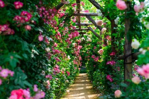 札幌のロイズ、約1.3万平方メートルの庭を無料開放! 500種以上のバラ