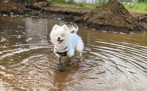 【キャッハー】水道管に穴が開き、庭が即席プールに!愛犬が取った行動に16万人が注目 ― 「めっちゃ楽しそうw」「マンガみたいな顔」