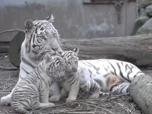 【ホワイトタイガー】子虎を危険から守ろうと抱き寄せる母虎の姿に感動の声!! 「安心感がすごい」「愛が溢れてる」「泣きそうになりました」