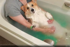 【犬混浴】これなら人も犬も幸せ! 「幸せな時間ですね」「ずっとにやけてた可愛すぎる」