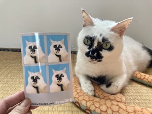 【即採用!】愛猫の証明写真を撮影したら…? その出来栄えに「なんやこの営業部長ヅラw」「凄い専務感」「今日イチ吹いた」と反響集まる