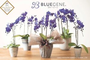 世界で唯一“天然の青色”を叶えた特別な胡蝶蘭を販売開始-インターネット花キューピット