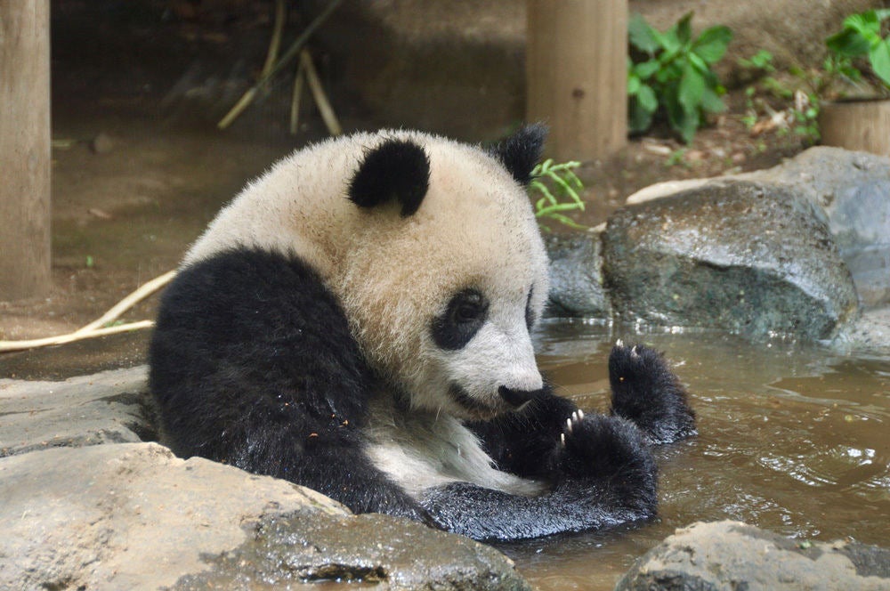 上野動物園 写真立て - アルバム