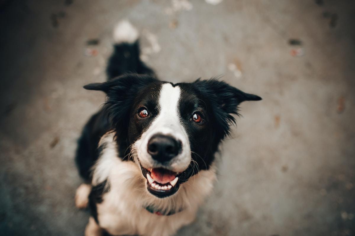 人面犬とは? 都市伝説の内容や特徴、江戸時代のルーツ、ブームの理由に迫る | マイナビニュース