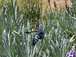 【めちゃレア】“謎の青い蜂”の美しさにSNS大盛り上がり!! その正体は「絶滅危惧種」「幸せを呼ぶ青い蜂」だった!?