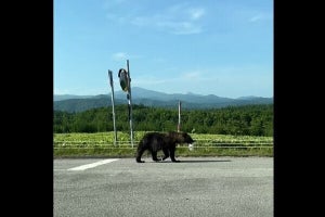 【普通にクマさんが…】森ではなくて道路で出会う! 「近っ! 」「日常ですが何か? 」