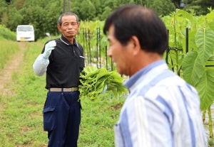 「後継者はいなくても、ここまで来たら最後まで頑張るよ」熊本県阿蘇郡で“在来種”の葉たばこを作る農家たちの情熱