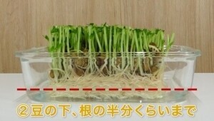 「豆苗の再生栽培」するなら根元から切ってはいけない!? - よく育つコツを村上農園が解説