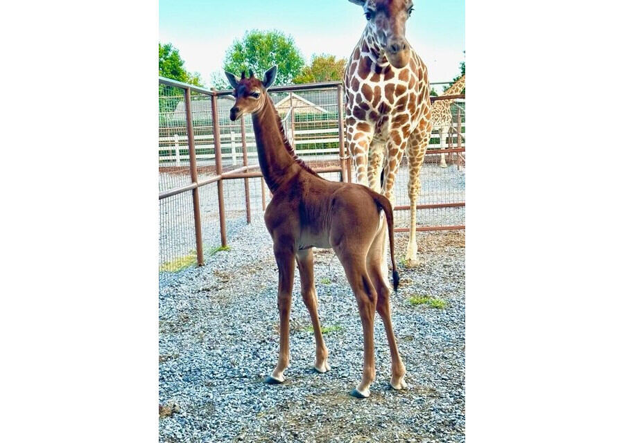 模様のない「キリン」が産まれ話題に、米動物園  - ネット「首の長い馬？」「首の長い鹿？」