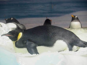 “エンペラーペンギンのヒナ全滅”って本当!? 絶滅回避のためにできることは? 「ペンギン会議」研究員に聞いた