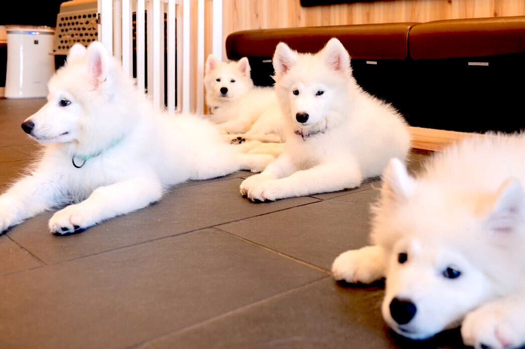 サモエド限定の犬カフェが東京・駒沢大学駅にオープン! もふもふ囲まれ