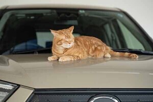 【エンジンルームに猫】トラブルが多いのは冬よりも春、"猫ばんばん"で確認を - JAF発表