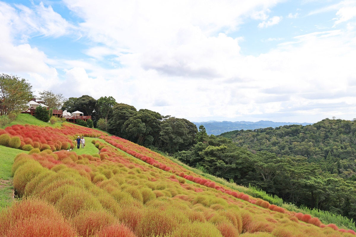 千葉県・マザー牧場で約8000株の「紅葉コキア」がもうすぐ見頃 | マイ 