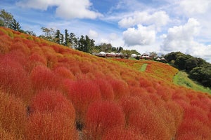 千葉県・マザー牧場で約8000株の「紅葉コキア」がもうすぐ見頃
