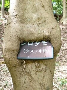 【珍百景】大きな樹木が食事中⁉ 驚きの光景に「くってる」「頬張ってるやん」「すごいなあ。これ」の声 - 木が食べているものとは?