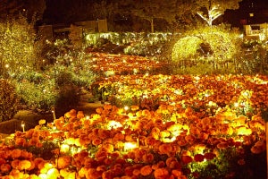 【茨城県】いばらきフラワーパークで「フラワーイルミネイト」開催! 夜のバラ園をライトアップ、幻想的な「星空ブランコ」も