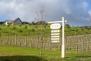 ワインの聖地ニュージーランド、島中にワイナリーのあるリゾート地を巡った