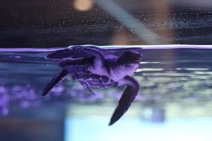 すみだ水族館に新展示「オガサワラベース」登場! - 小笠原からやってきた赤ちゃんウミガメの名前も決定!