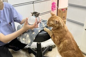 【みまもり猫】ちゃんと飲めるか心配だニャン「哺乳瓶の方が大きいですね」「親心が炸裂中かな」