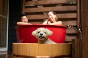 【わんこと一緒に温泉に!】フォレストヒルズ那須が「愛犬同伴可」の新客室をオープン