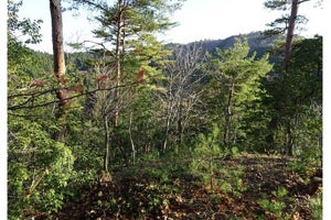 滋賀県の「太陽生命くつきの森林」、30by30の自然共生サイトに認定