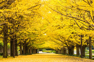 【東京都内】「紅葉を楽しむ」サイクリングスポット3選 - レンタサイクルで手軽に紅葉狩り!