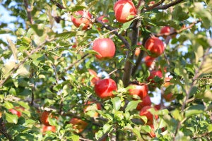 日本一のりんご産地・弘前を支える基幹産業のいま - りんごとシードルによる地域活性