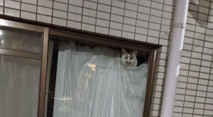 【怖い? 可愛い?】一度見ると忘れられない、カーテンの上から顔を出す猫に注目! -「ニャルソックだ～」「すごい長いネコの可能性」