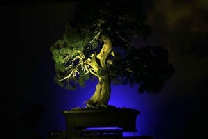 盆栽と宇宙の融合!? 美術館を自分色に染めるライトアップ - パナソニックの街演出クラウド「YOI-en」
