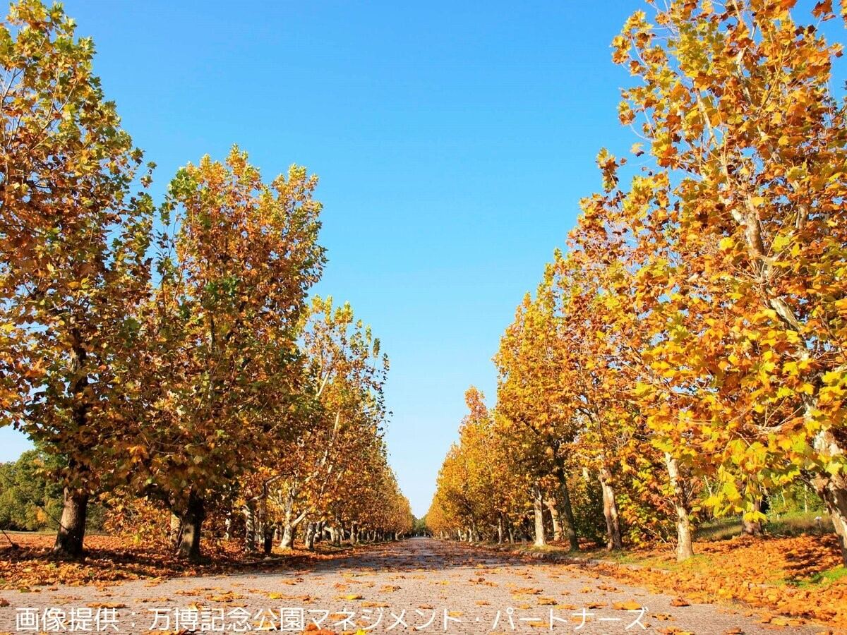 万博記念公園「紅葉まつり」約360mに渡って200本近くの高木のプラタナスが紅葉する「西大路」