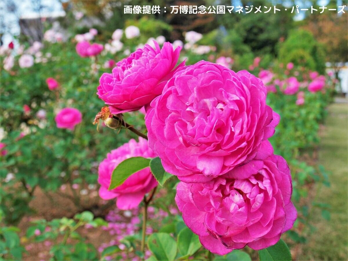 万博記念公園「秋のローズフェスタ」