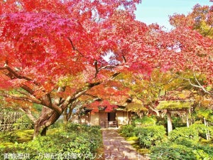 【美の共演】大阪、万博記念公園で「紅葉」と「バラ」が見頃