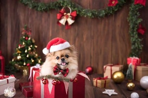 那須高原で愛犬と過ごす無料のクリスマスイベントが開催