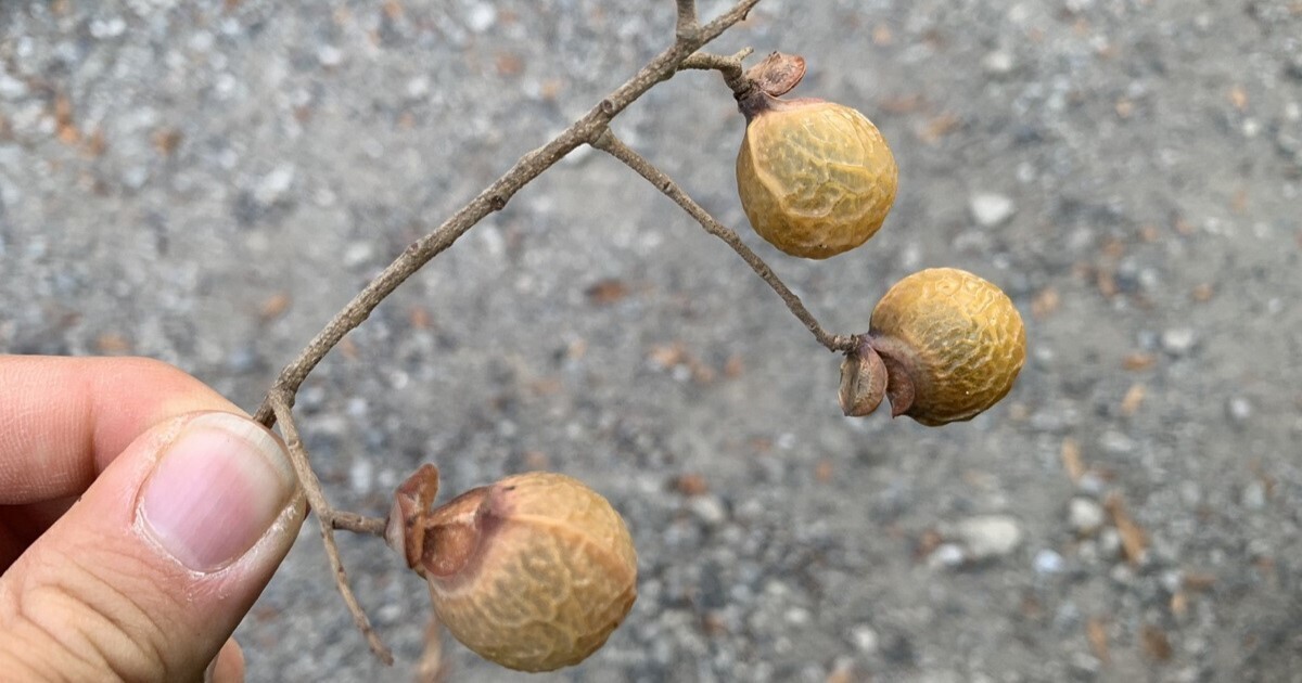 【石鹸にも数珠にもなる植物とは】ムクロジって知っていましたか? 「本当に美しい黒」「こんなにトゥルトゥルに」 | マイナビニュース