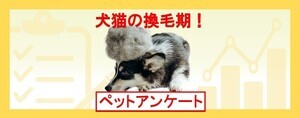 【犬や猫の換毛期】約半数が「換毛期の時期まで知っていた」、抜け毛の対策は?