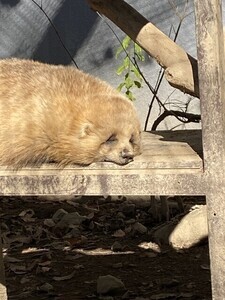 【チャウチャウちゃう?】冬眠前のあの動物がまるでチャウチャウ犬! その寝姿に「中年感を醸しだしている」「もふもふでぬくぬくそうできゃわわ」の声