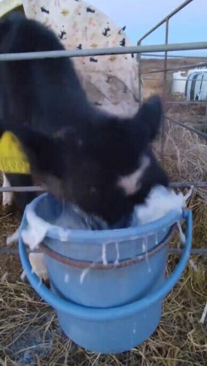 【ジャブジャブ】飲みっぷりが豪快すぎる! ミルクを上手に飲めない子牛の様子を映した動画に「ぶきっちょな所がまたかわいい」と反響集まる