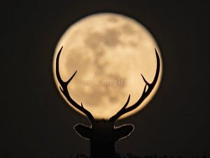 【奇跡】満月×鹿の完璧すぎる写真に驚きの声!!「不思議な魅力」「人間技なのこれ?」「ブランドのロゴマーク」と反響続々