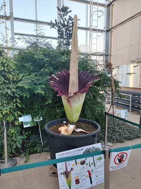 「ショクダイオオコンニャク」