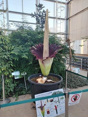 【13年ぶり】小石川植物園で世界一大きい花「ショクダイオオコンニャク」開花 –「おめでとうございます!」「これまた神聖で立派じゃのう!」と話題