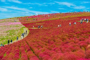 【茨城編】みんなに聞いた! 茨城の思い出デートスポット5選 - 一番人気は四季折々の花が楽しめる公園!