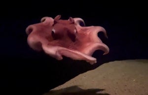 【なんて美しい】福島県の水族館で「オオメンダコ」の国内飼育記録更新! -「素晴らしい! おめでとうございます」「パタパタ泳ぐ姿が可愛い」の声