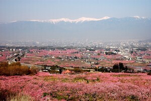 山梨県笛吹市ふるさと納税の使い道「『日本一の桃源郷』の保全と活性化に関すること」とは? 