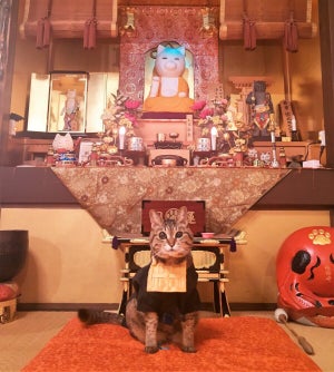 【猫好きさん必見!】京都府の「猫猫寺(にゃんにゃんじ)」が猫ちゃんに溢れる場所で幸せ空間すぎる……