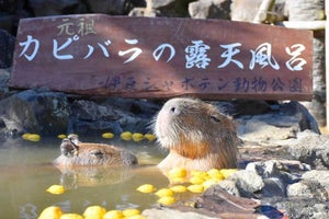 「カピバラの長風呂対決」が今年も開催! 伊豆・長崎・埼玉・那須・石川の5動物園がコラボ