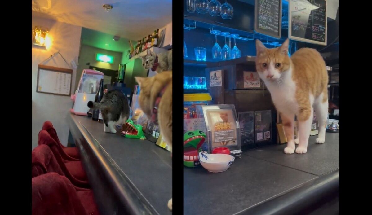 猫バー