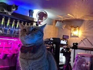 ジョン・メイヤーの来店で全米を湧かせた新宿歌舞伎町の「猫バー」、 12匹の保護猫のおもてなしに「こんな癒やしの空間が」「めっちゃ行きたい……」の声