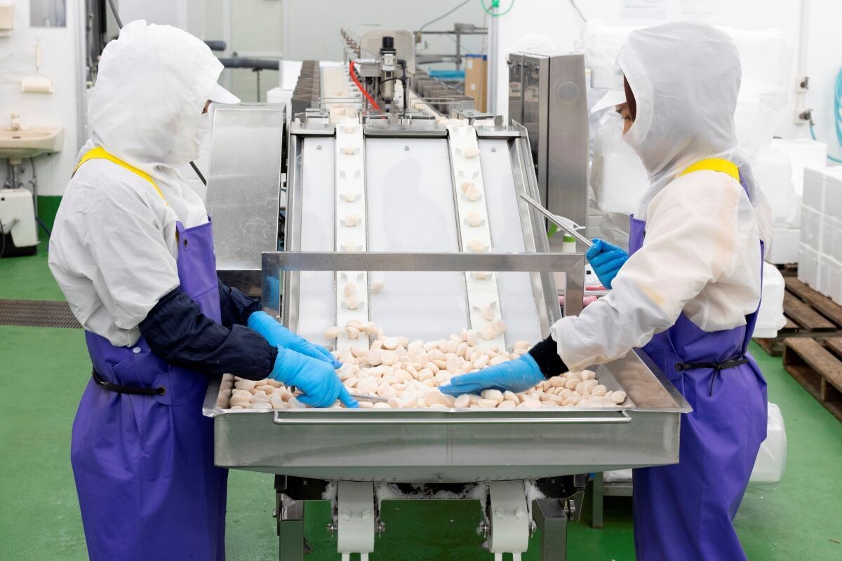北海道別海町ふるさと納税返礼品・職人の技と冷凍技術が光る! 「訳あり ホタテ貝柱 1kg」とは?