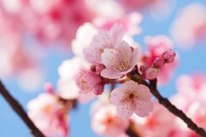 3月27日は「さくらの日」-桜の品種は国内に500種以上! 意外と知らない“桜TIPS”